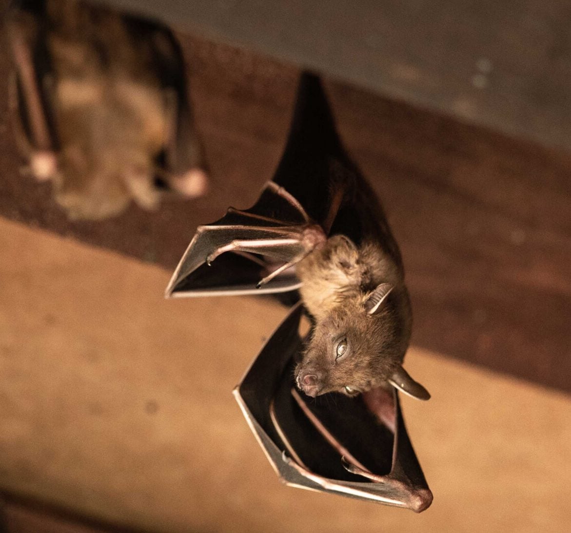Wildlife-Bats in Palm Beach